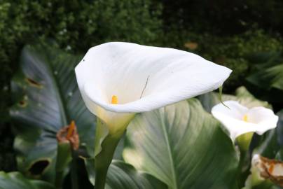 Fotografia da espécie Zantedeschia aethiopica