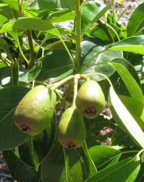 Fotografia 14 da espécie Pyrus communis no Jardim Botânico UTAD