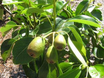 Fotografia da espécie Pyrus communis