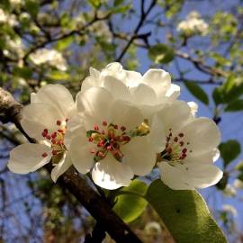 Fotografia da espécie Pyrus communis