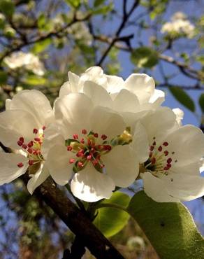 Fotografia 16 da espécie Pyrus communis no Jardim Botânico UTAD