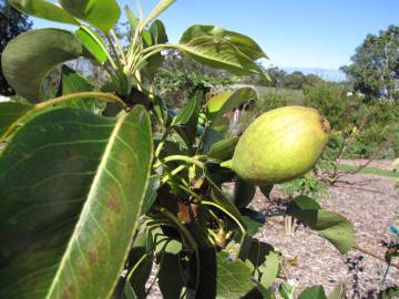 Fotografia da espécie Pyrus communis