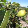 Fotografia 17 da espécie Pyrus communis do Jardim Botânico UTAD