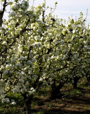 Fotografia 18 da espécie Pyrus communis no Jardim Botânico UTAD