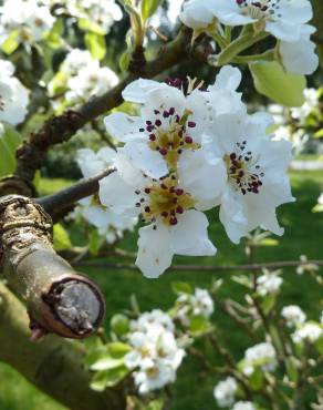 Fotografia 19 da espécie Pyrus communis no Jardim Botânico UTAD