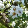 Fotografia 19 da espécie Pyrus communis do Jardim Botânico UTAD