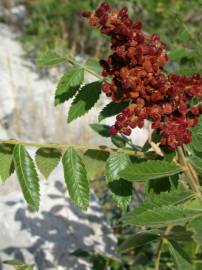 Fotografia da espécie Rhus coriaria