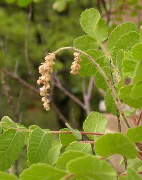 Fotografia 9 da espécie Rhus coriaria no Jardim Botânico UTAD