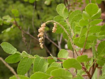 Fotografia da espécie Rhus coriaria