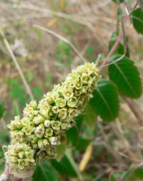 Fotografia 10 da espécie Rhus coriaria no Jardim Botânico UTAD