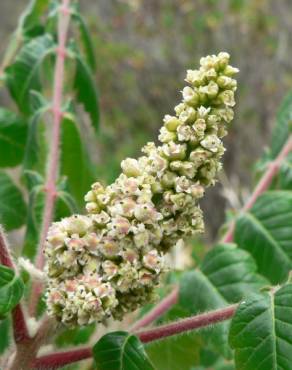 Fotografia 11 da espécie Rhus coriaria no Jardim Botânico UTAD