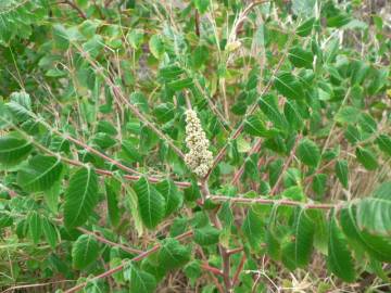 Fotografia da espécie Rhus coriaria