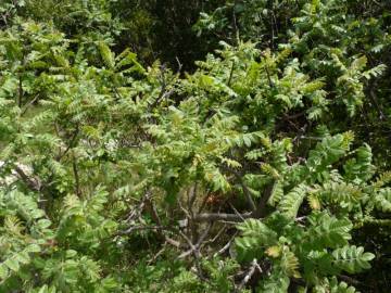 Fotografia da espécie Rhus coriaria