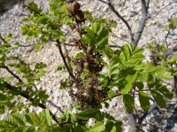 Fotografia da espécie Rhus coriaria