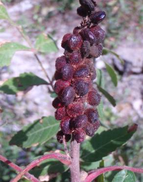 Fotografia 15 da espécie Rhus coriaria no Jardim Botânico UTAD