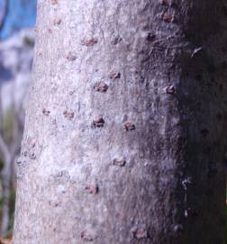 Fotografia da espécie Rhus coriaria