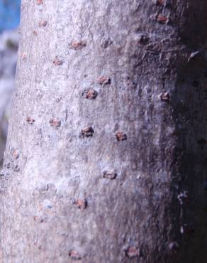 Fotografia 17 da espécie Rhus coriaria no Jardim Botânico UTAD