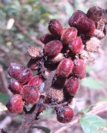 Fotografia da espécie Rhus coriaria