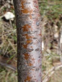 Fotografia da espécie Rhus coriaria