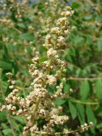 Fotografia da espécie Rhus coriaria