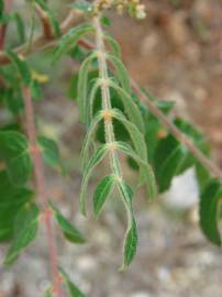 Fotografia da espécie Rhus coriaria