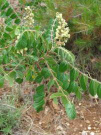 Fotografia da espécie Rhus coriaria