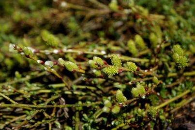 Fotografia da espécie Salix repens