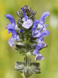 Fotografia da espécie Salvia verbenaca