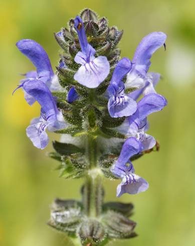 Fotografia de capa Salvia verbenaca - do Jardim Botânico