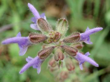 Fotografia da espécie Salvia verbenaca