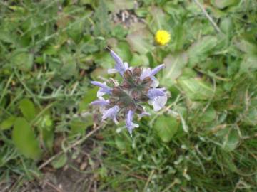 Fotografia da espécie Salvia verbenaca