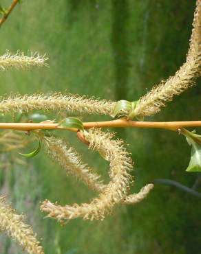 Fotografia 8 da espécie Salix fragilis no Jardim Botânico UTAD