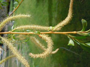 Fotografia da espécie Salix fragilis