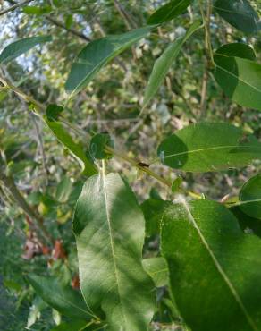 Fotografia 9 da espécie Salix fragilis no Jardim Botânico UTAD