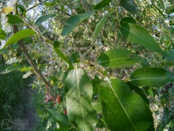 Fotografia da espécie Salix fragilis