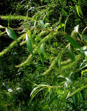 Fotografia 10 da espécie Salix fragilis no Jardim Botânico UTAD
