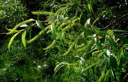 Fotografia da espécie Salix fragilis