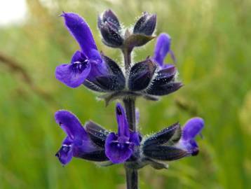 Fotografia da espécie Salvia verbenaca