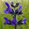 Fotografia 4 da espécie Salvia verbenaca do Jardim Botânico UTAD