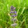 Fotografia 5 da espécie Salvia verbenaca do Jardim Botânico UTAD