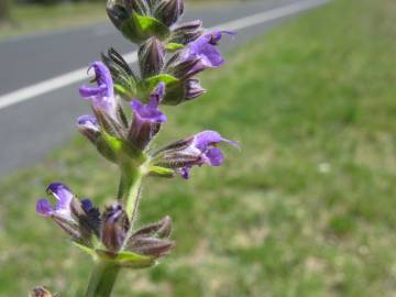 Fotografia da espécie Salvia verbenaca