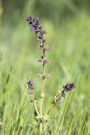 Fotografia da espécie Salvia verbenaca