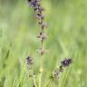 Fotografia 7 da espécie Salvia verbenaca do Jardim Botânico UTAD