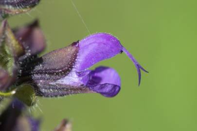 Fotografia da espécie Salvia verbenaca