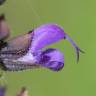 Fotografia 8 da espécie Salvia verbenaca do Jardim Botânico UTAD