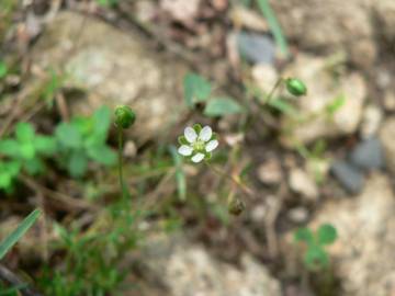 Fotografia da espécie Sagina subulata