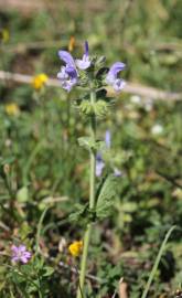 Fotografia da espécie Salvia verbenaca