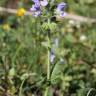 Fotografia 11 da espécie Salvia verbenaca do Jardim Botânico UTAD