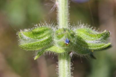 Fotografia da espécie Salvia verbenaca