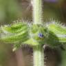 Fotografia 12 da espécie Salvia verbenaca do Jardim Botânico UTAD